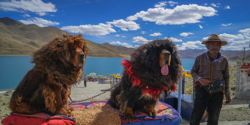 Yamdrok lake and Tibetan Mastiff dog